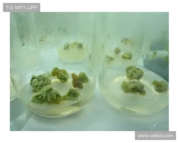 厄德高与布鲁诺·费尔南德斯在组织推进上出现分化趋势